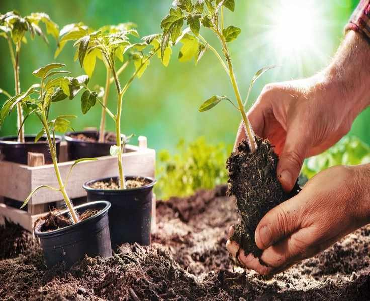 Timing for Transplanting Tomato Seedlings: Key Tips for Success