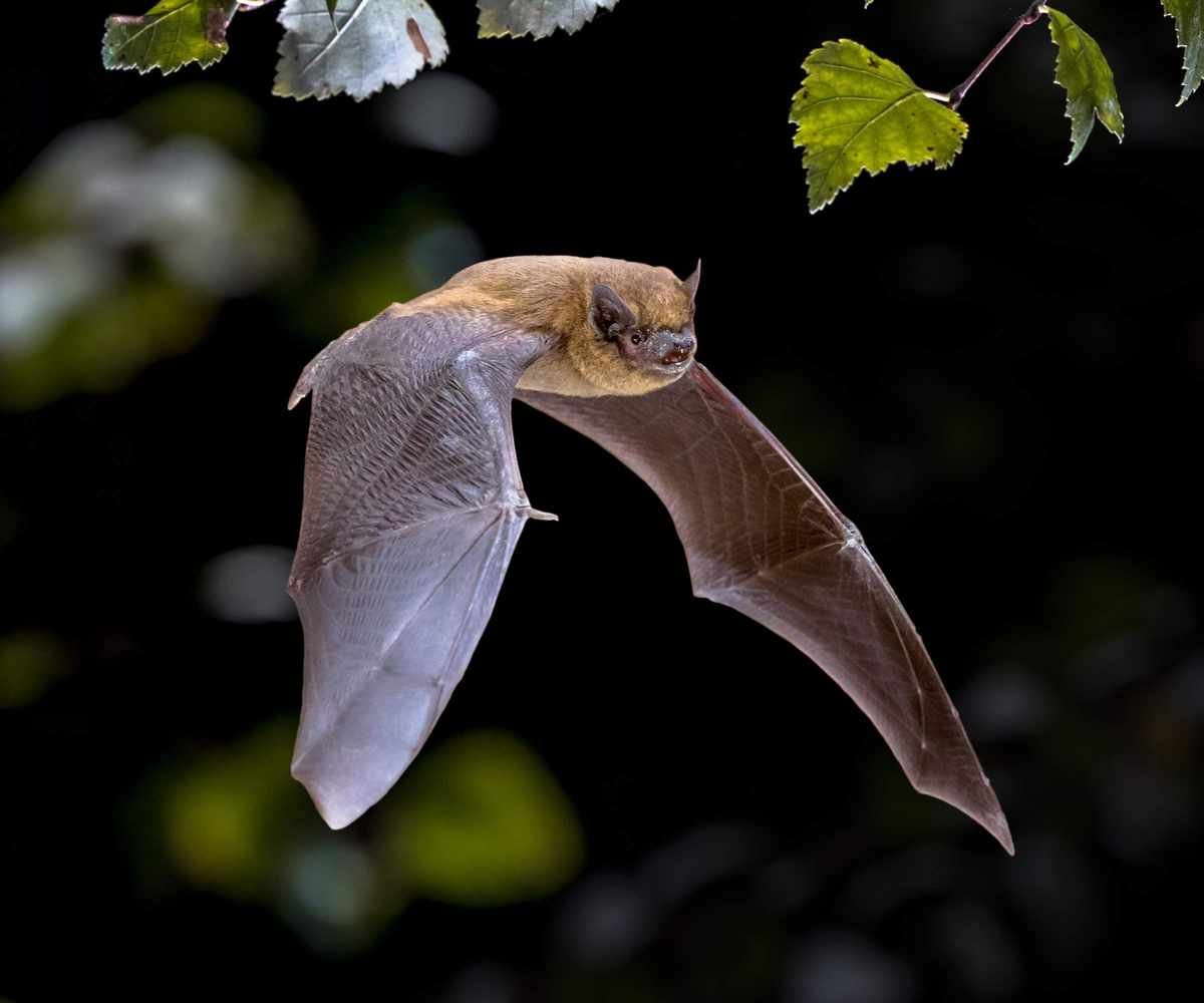 Bat flying at night