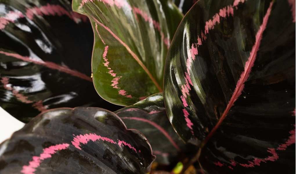 Explore 5 Unique Calathea Varieties and Their Care Tips