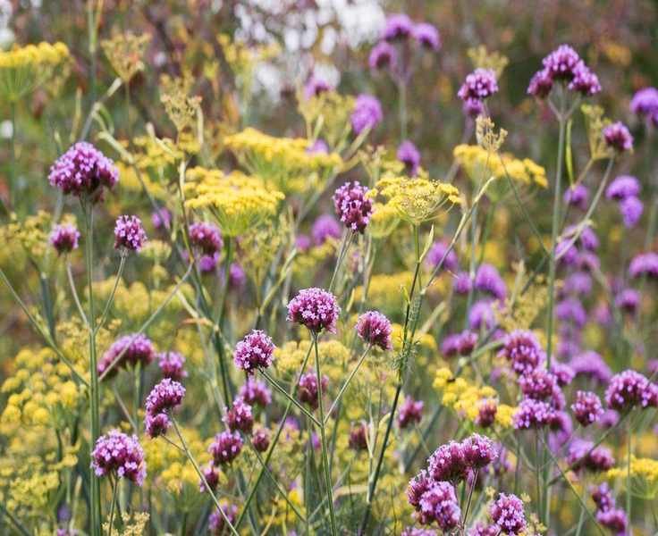 Edimentals: The Stylish Choice for Your Garden Borders