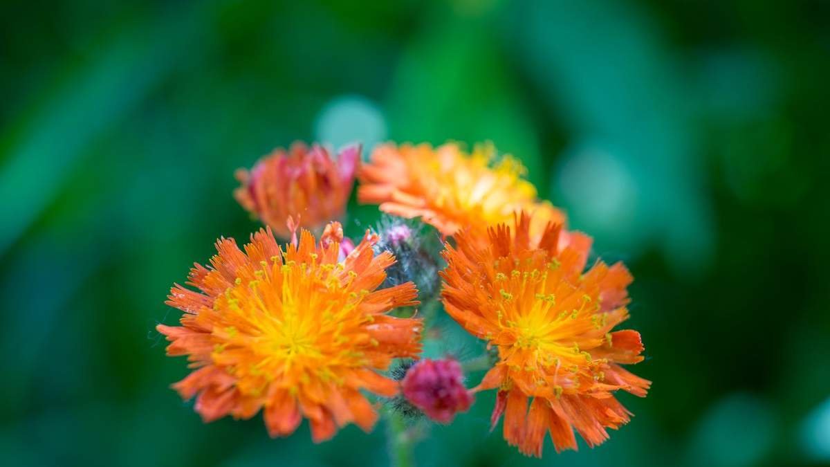 Rethinking Weeds: Problem Plants That Might Benefit Your Garden