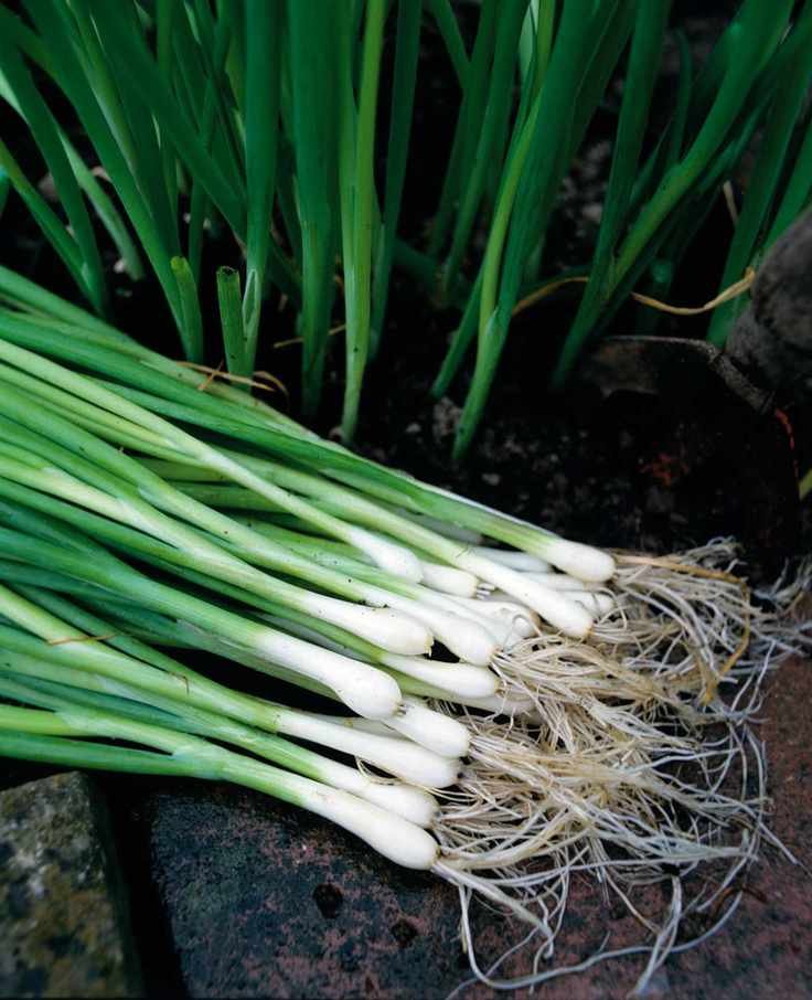 Growing Spring Onions: A Simple Guide for Your Garden