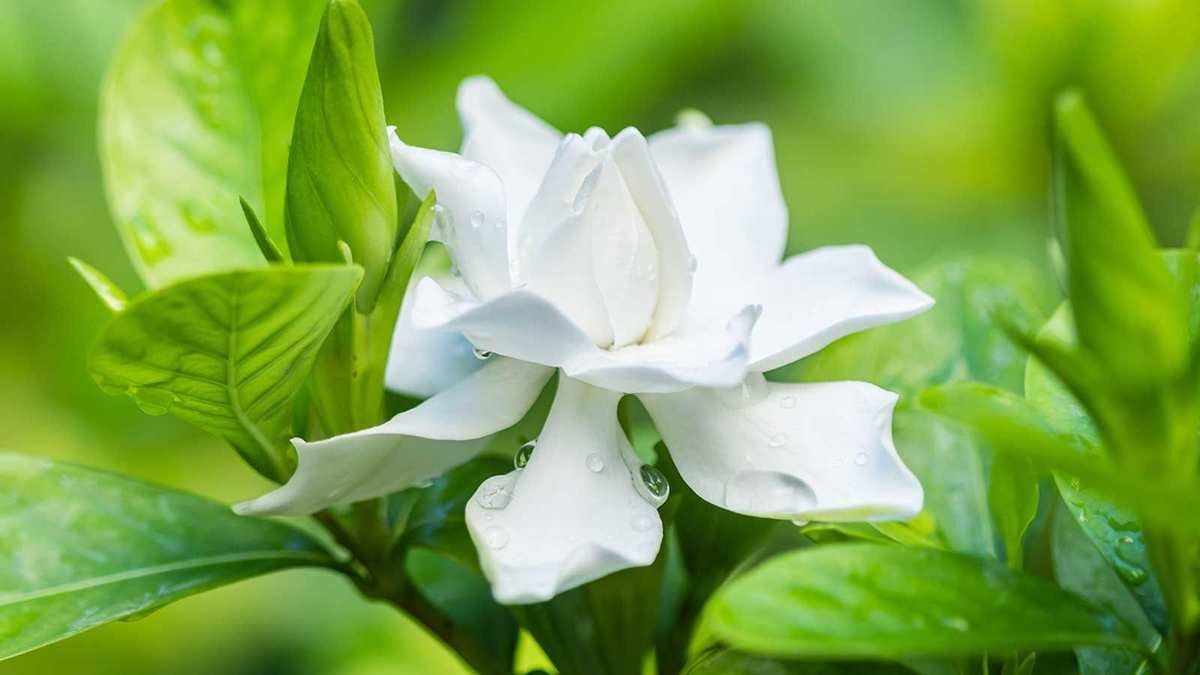 Growing Gardenia: Tips for a Fragrant Summer Delight