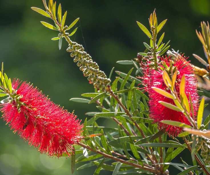Bottle brush shrub with red blooms