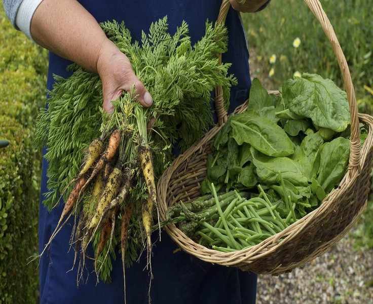 Growing Carrots: Tips for a Bountiful Home Harvest