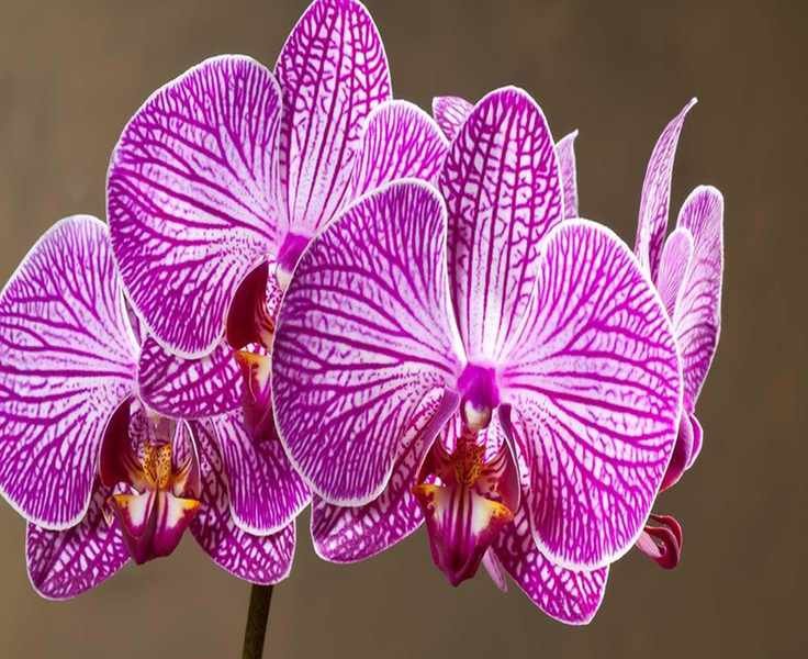 June Orchid Care Tips for Bigger Blooms this Summer