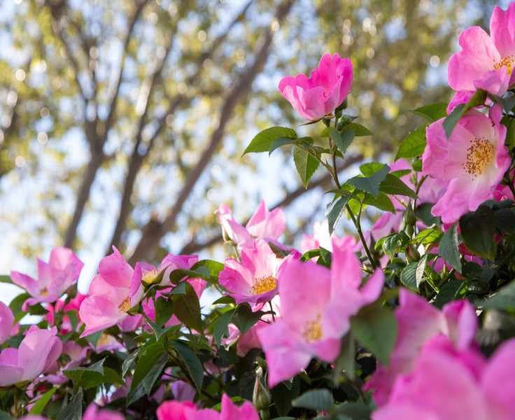 Rosa carolina