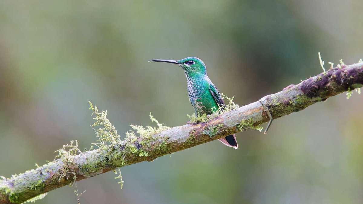 Creating Perfect Hummingbird Perches for Your Backyard