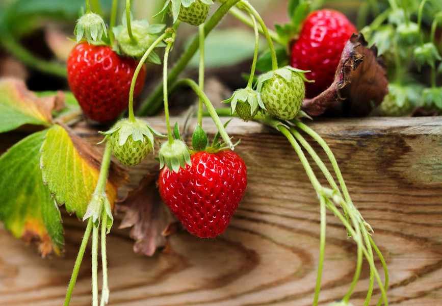 strawberry plant