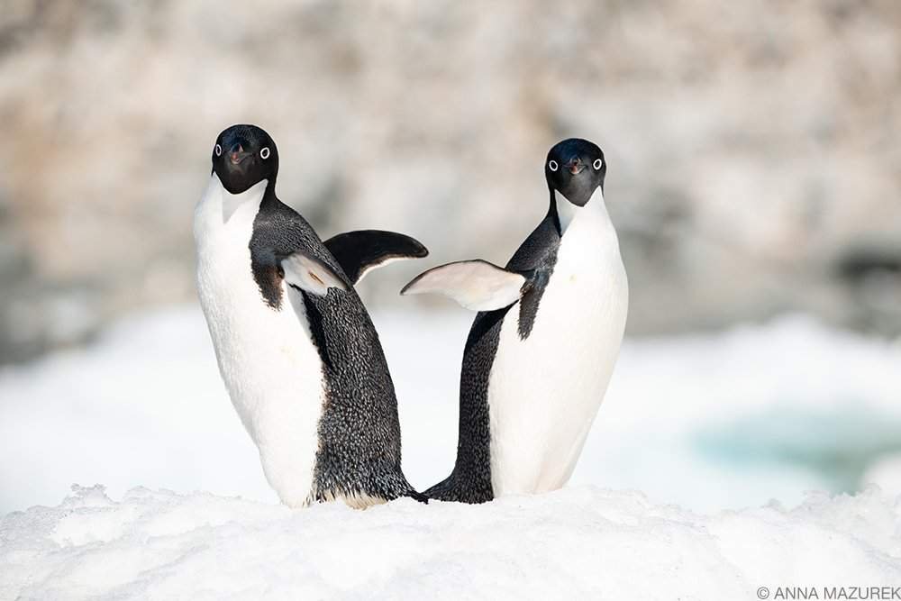 Stunning Antarctica Photo Collection: A Journey to the White Continent