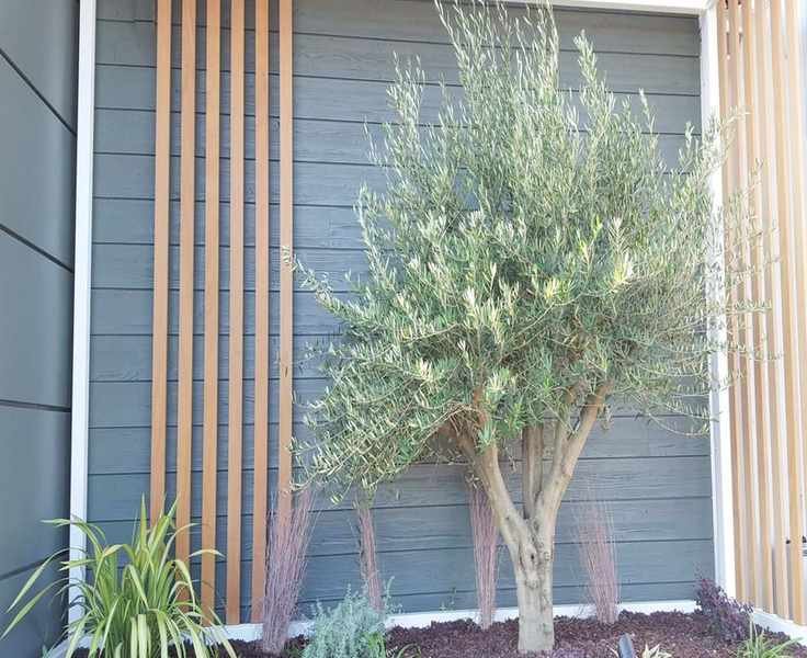 Drought Resistance of Olive Trees: Best Watering Practices for Resilience