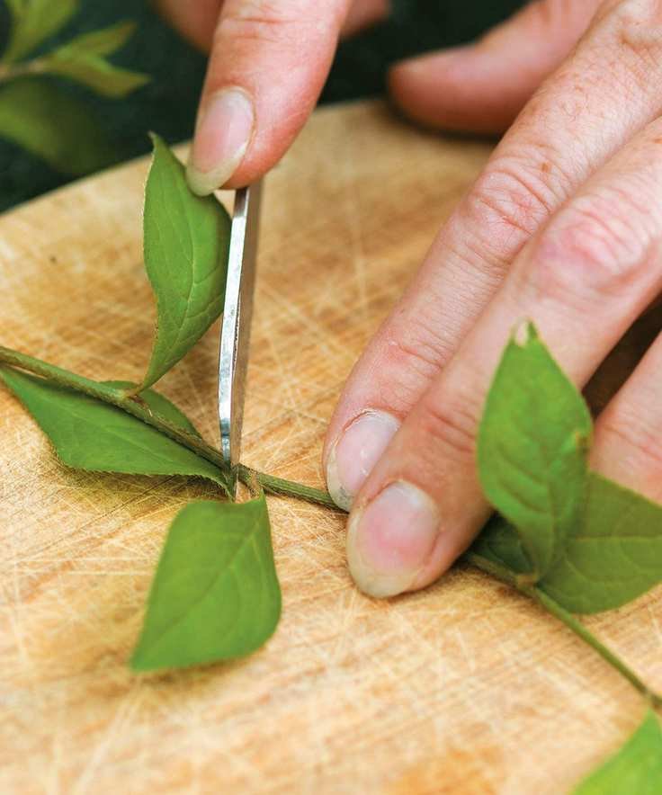 Trimming a softwood cutting at a node on a wooden board