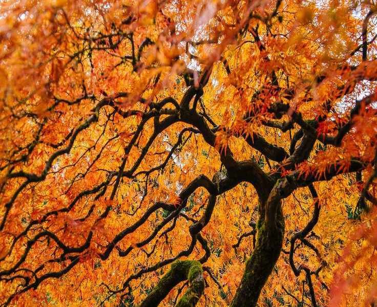 Pruning Japanese Maple Trees for Stunning Year-Round Beauty