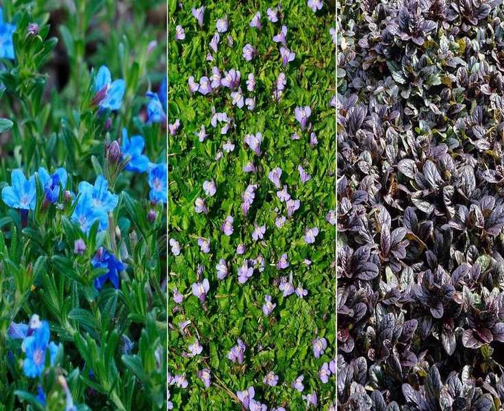 Top Walkable Ground Cover Plants: 11 Choices to Enhance Your Outdoor Spaces