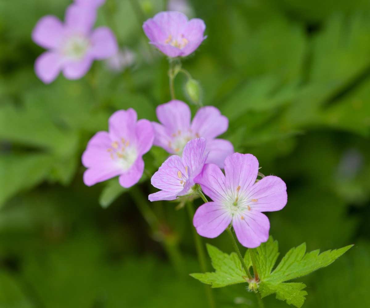 Wild geranium, or Geranium maculatum, with pale pink blooms in a woodland setting