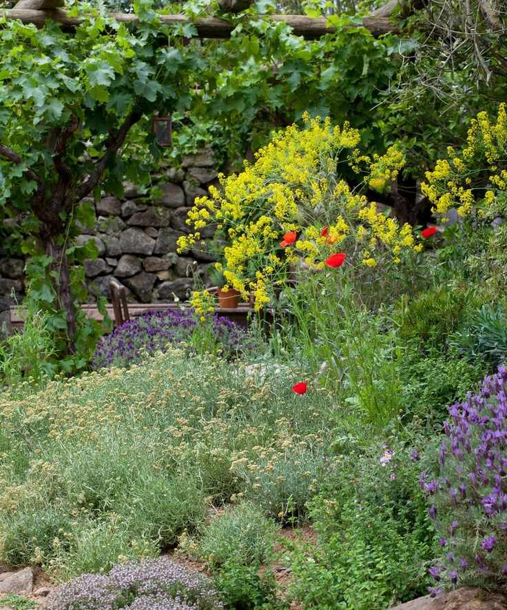 mediterranean plants easy care