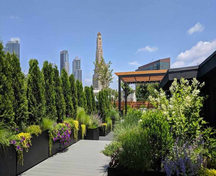 garden on an urban roof
