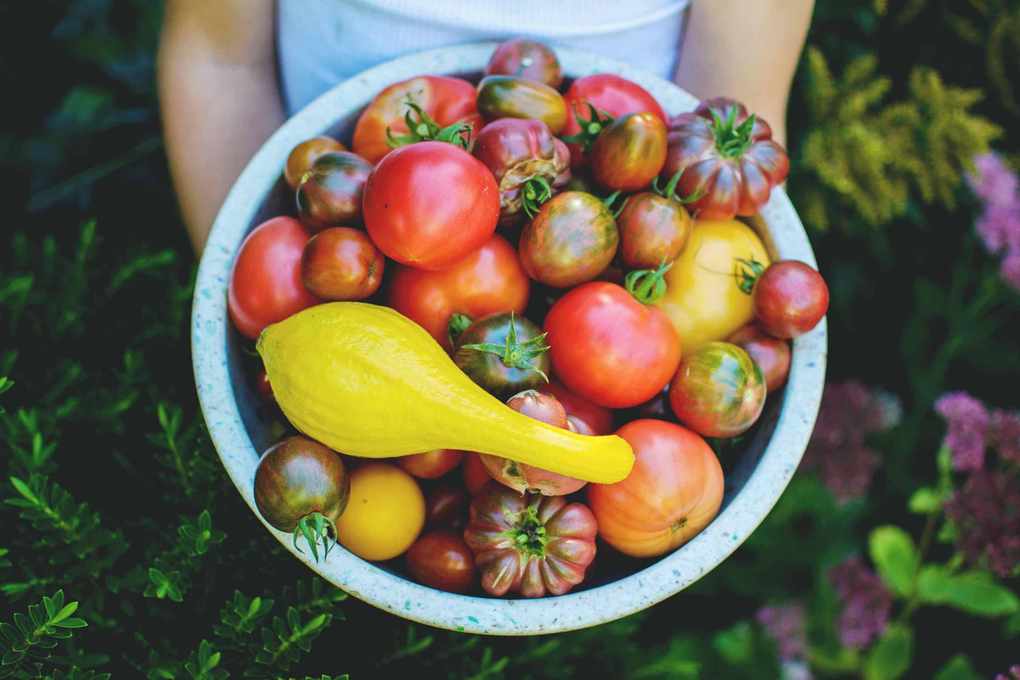 Harvesting Tomatoes: Tips for Your Ideal Salad or Sauce