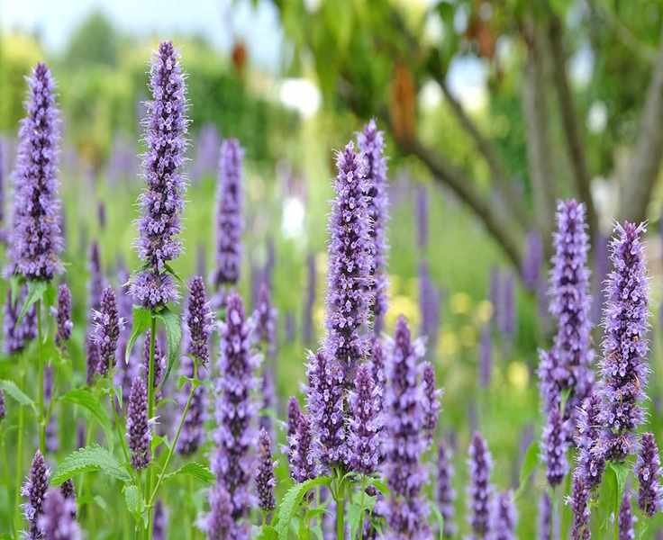 Growing Hummingbird Mint in Pots: Tips for a Vibrant Patio Plant