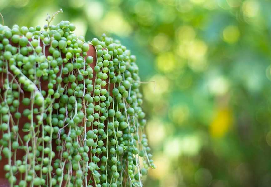 String of pearls hanging basket outside