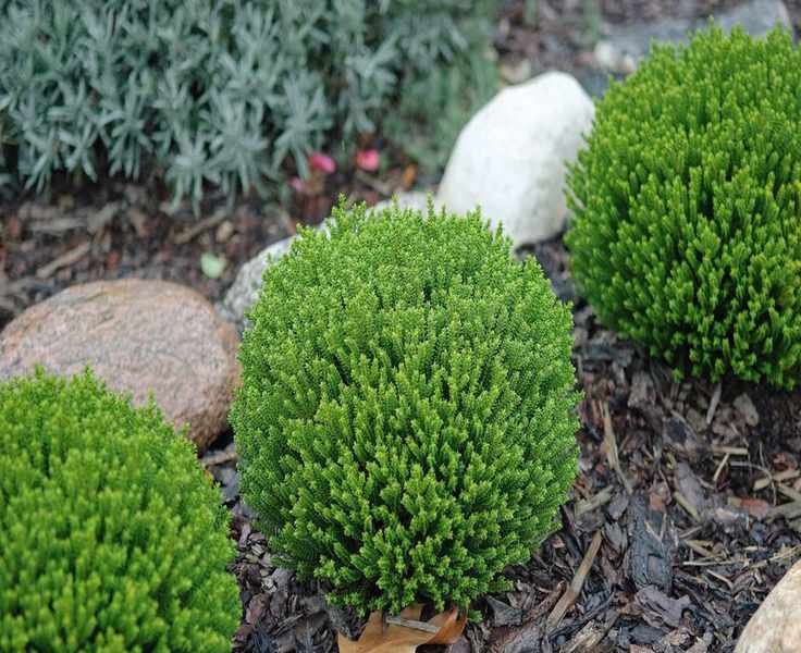 Top Dwarf Evergreens for Small Spaces – 5 Compact Shrubs for Year-Round Beauty