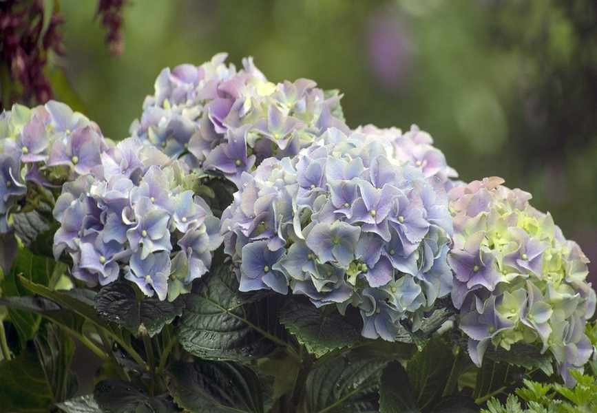 Can Hydrangeas Handle Drought? Find Out Their Water Needs