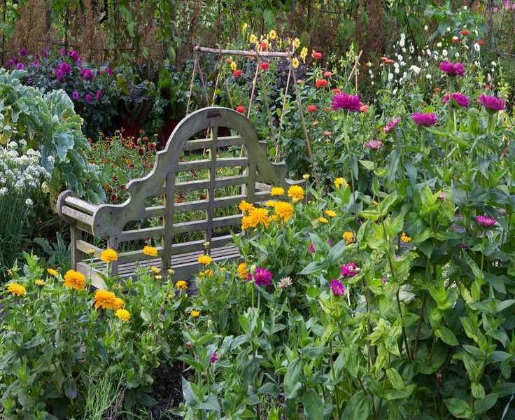 Zinnias: Planting, Caring, and Growing Tips for a Vibrant Garden