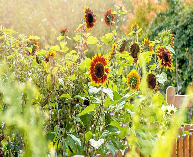 Why Trap Plants Are Essential for Natural Pest Management