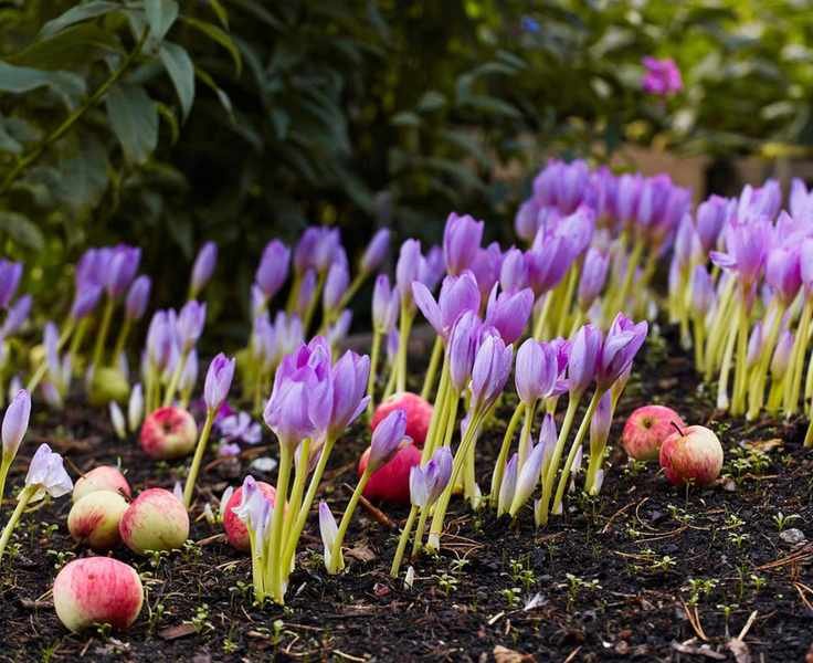 Autumn flowering crocus