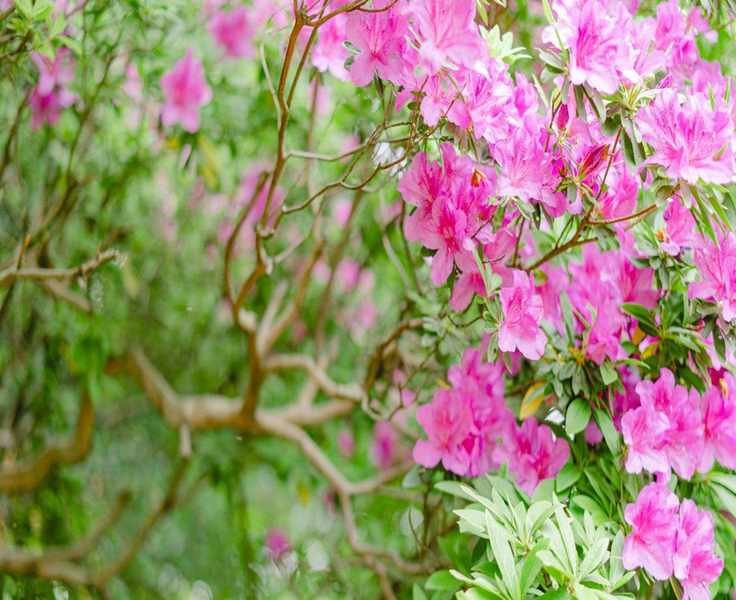 Mastering Azalea Cuttings for Thriving Garden Propagation