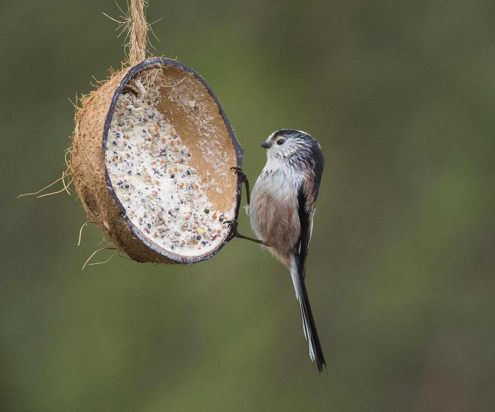 Bird on a coconut shell feeder hanging from a tree