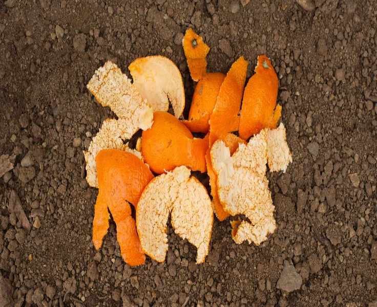 Using Orange Peels for Plants: Benefits and Best Practices