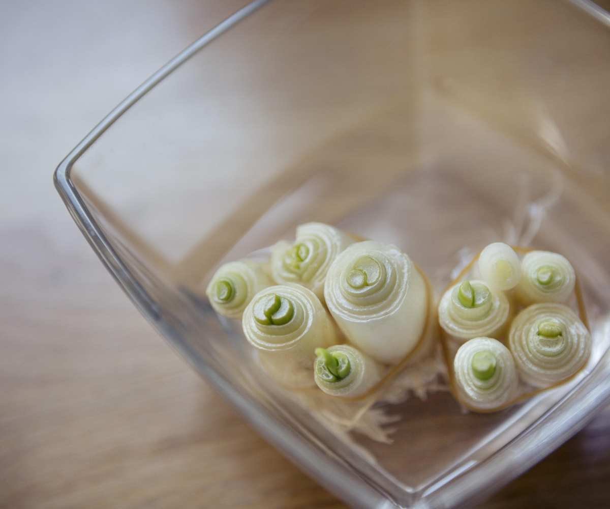 Green onions growing in water in a glass container