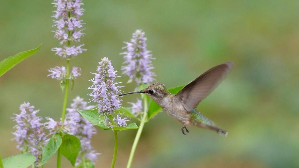 Top Perennials to Draw Hummingbirds – 5 Vibrant Flowers to Cultivate
