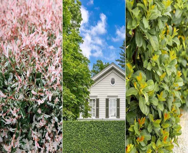 Top Front Yard Hedges for Privacy – 10 Lush Options to Shield Your Home