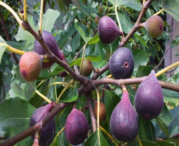 Top Fig Trees for Indoor and Outdoor Cultivation