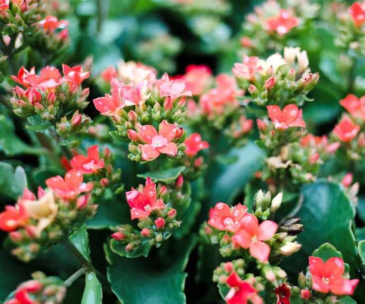 Orange kalanchoe flowers