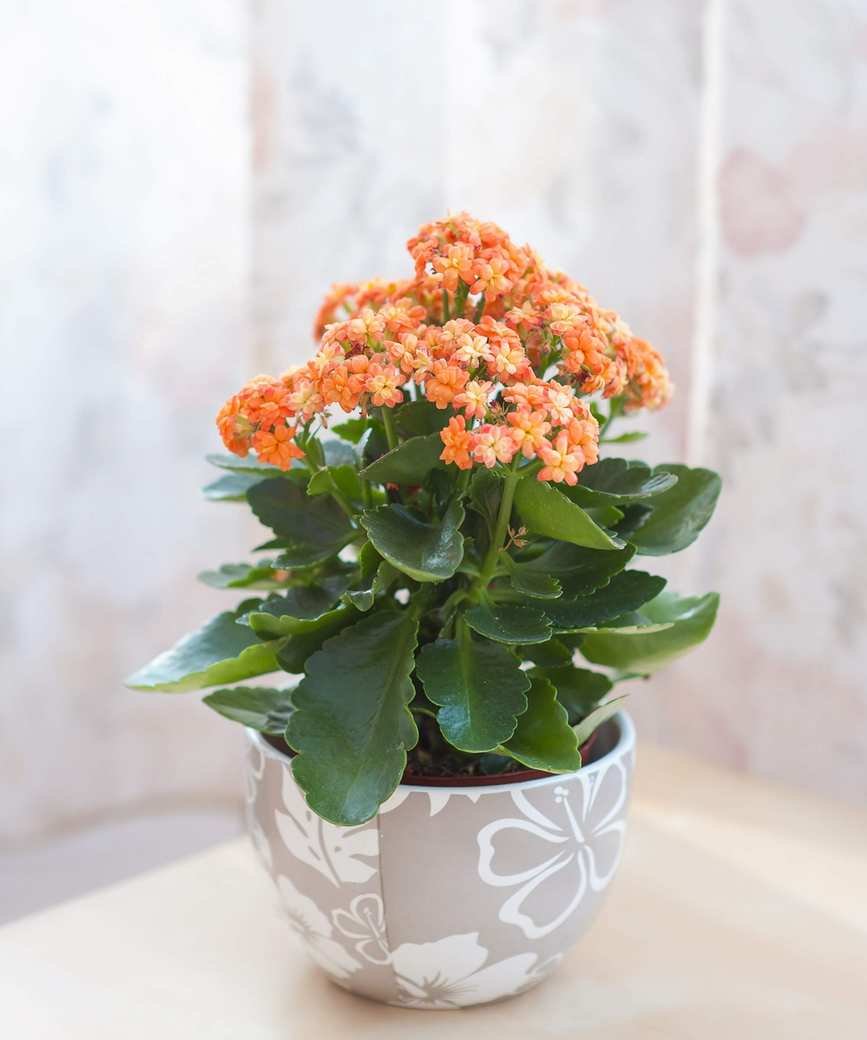 Orange kalanchoe flowers