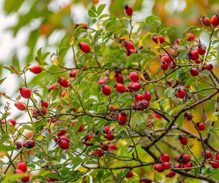 rose hips