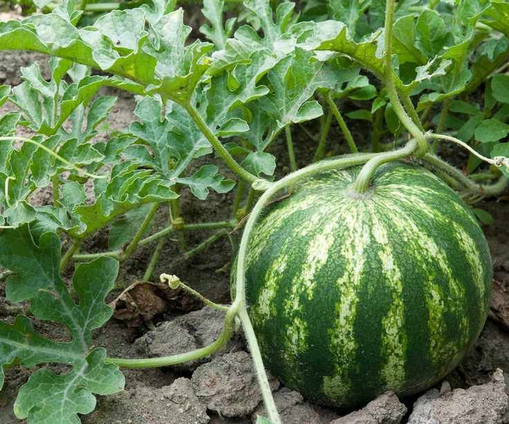 growing watermelon
