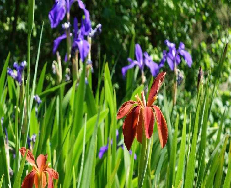 Top Native Irises to Plant This Fall – 5 Stunning Varieties to Grow