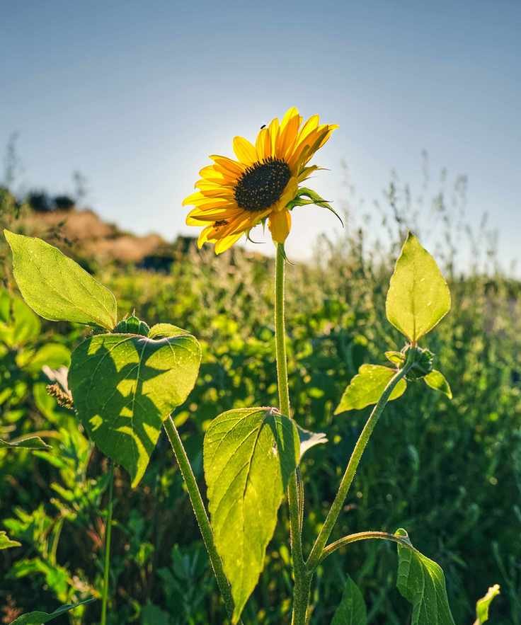 Monty Don&amp;rsquo;s sunflower tips