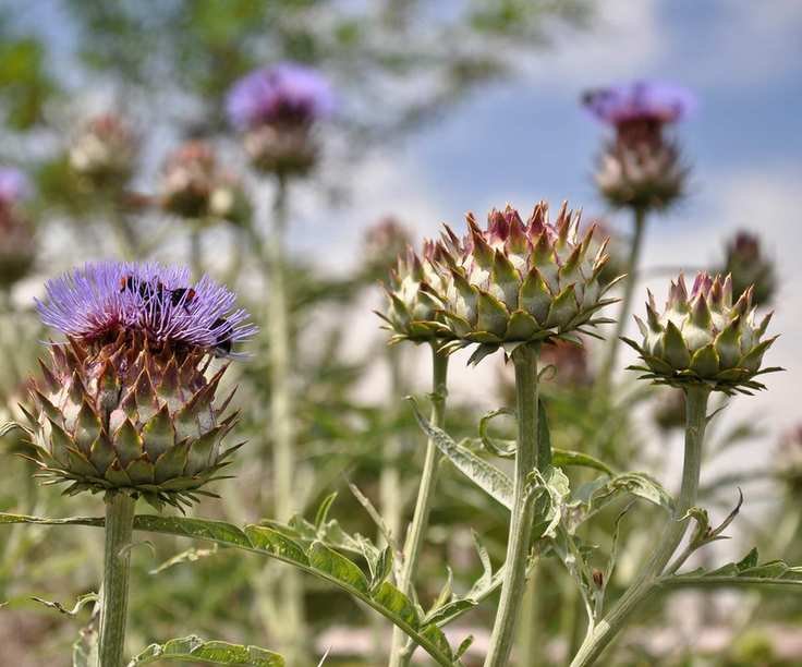 Globe Artichokes