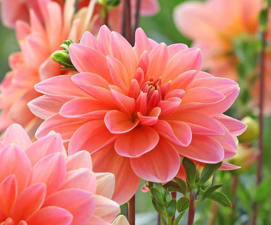 orange dahlia flower close-up