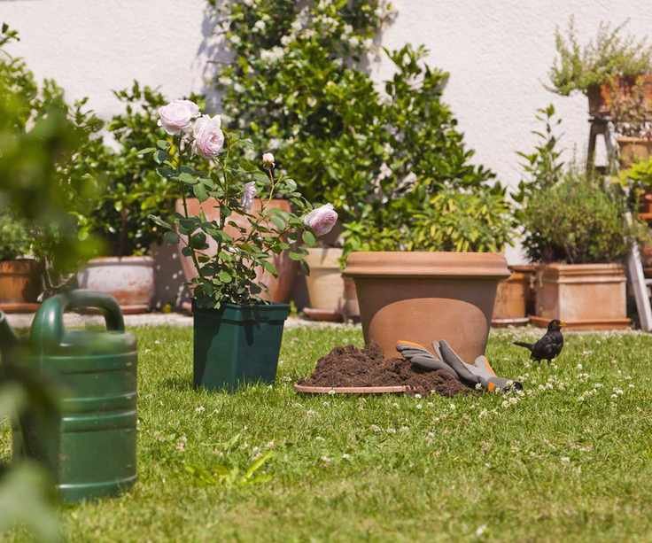 A rose being planted into a pot