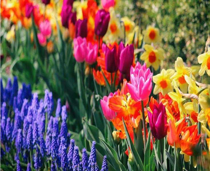 13 Spring Bulbs to Plant This Fall for a Stunning Spring Garden