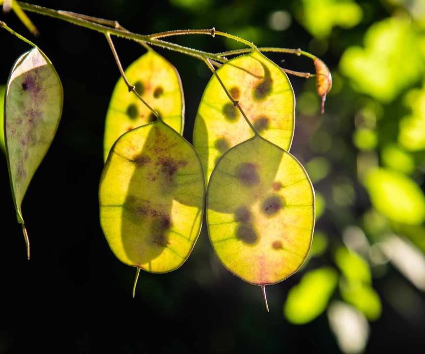 Honesty seed pods