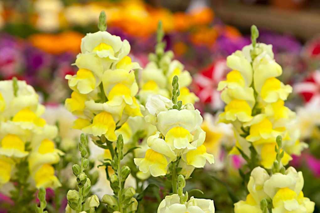 Snapdragons