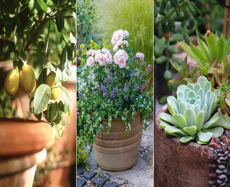 Top Patio Plants – 11 Beautiful Choices for Your Outdoor Space