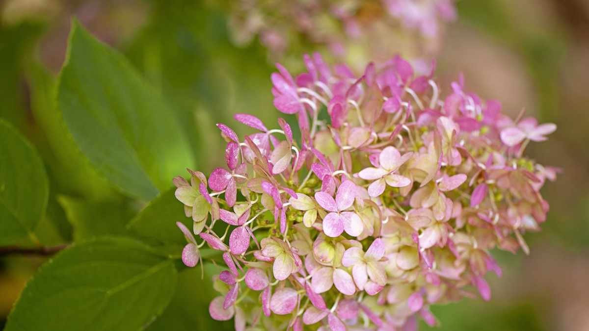 Companion Plants for Hydrangeas: 10 Beautiful Options